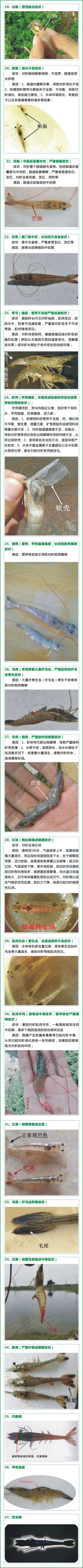 大豐收-網站-養(yǎng)殖技術-對蝦發(fā)病癥狀對照圖二.jpg